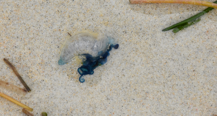 Rare blue dragon sea slug sighting on Beau Vallon beach