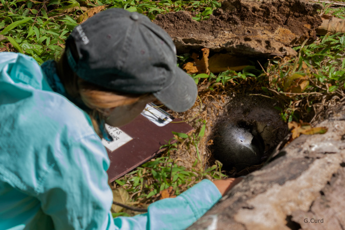 ICS management leads to bumper year for Alphonse Island’s breeding Wedge-tailed Shearwaters