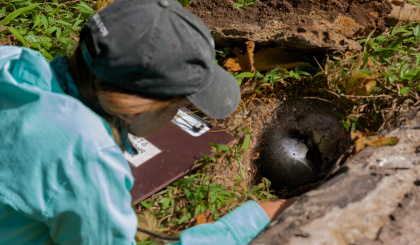 ICS management leads to bumper year for Alphonse Island’s breeding Wedge-tailed Shearwaters