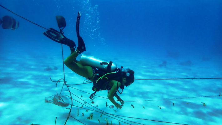 3,000 corals in culture in the Ste Anne Marine National Park