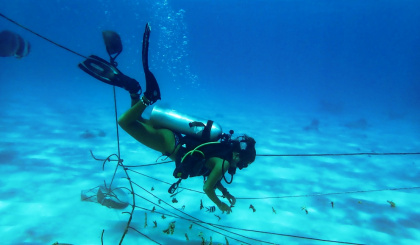 3,000 corals in culture in the Ste Anne Marine National Park
