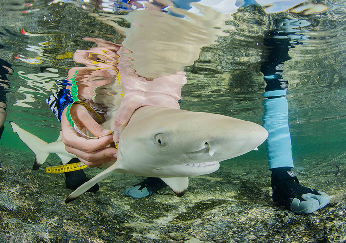 Save Our Seas Foundation small grant applications are open