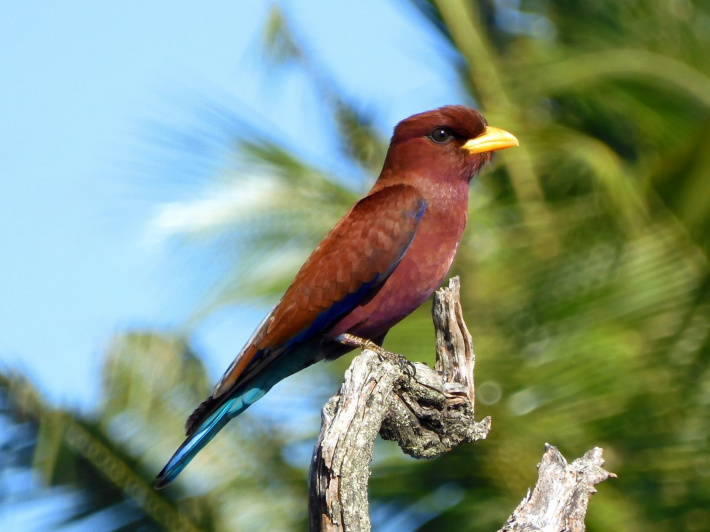 Island Conservation Society celebrates World Migratory Bird Day 2021