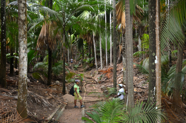 Fond Ferdinand & Coco de Mer auf Praslin