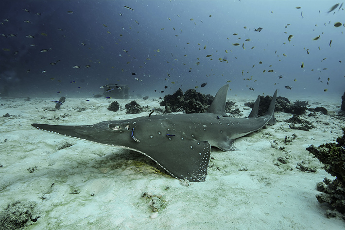 Save Our Seas Foundation announces a record 61 grants for 2021