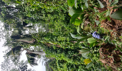 ICS tackles invasive plants threatening Coco-de-mer population on Silhouette