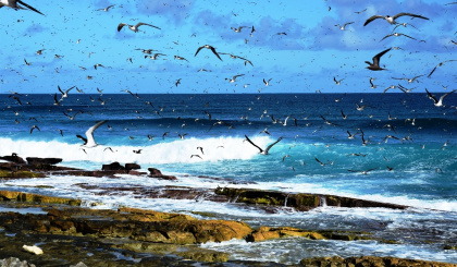 Sooty terns – Past, present, and its future