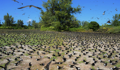 ICS calls for national debate on collection of bird eggs
