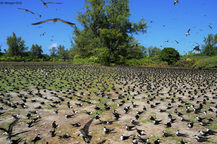 ICS calls for national debate on collection of bird eggs