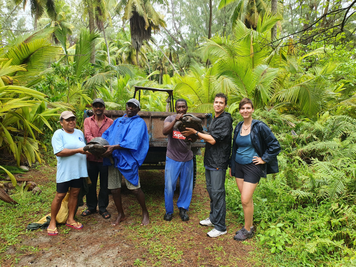 The Desroches tortoise breeding programme on track