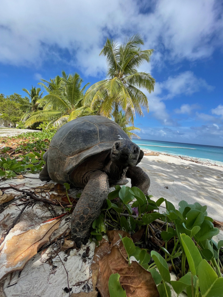 Re-homed tortoises take to  free-roaming life on D’Arros