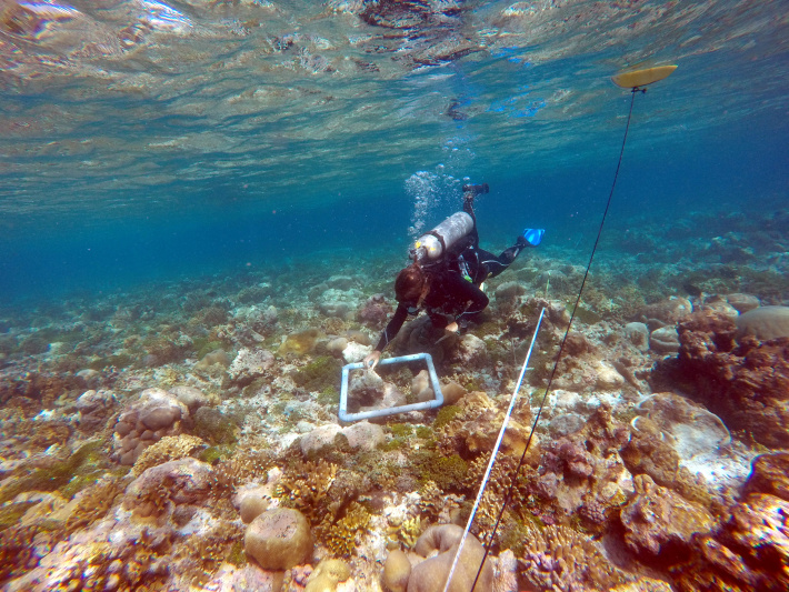 Juvenile corals provide glimpse into recovery of coral reef after devastating bleaching event