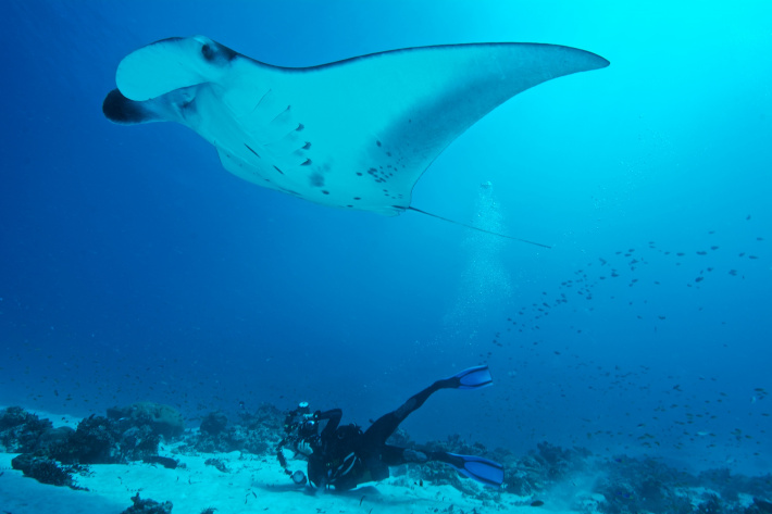 SOSF supports early career scientists
