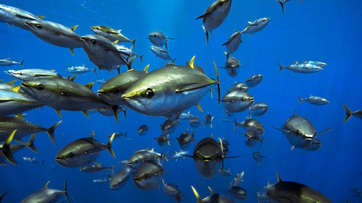 Yellowfin tuna still over-fished