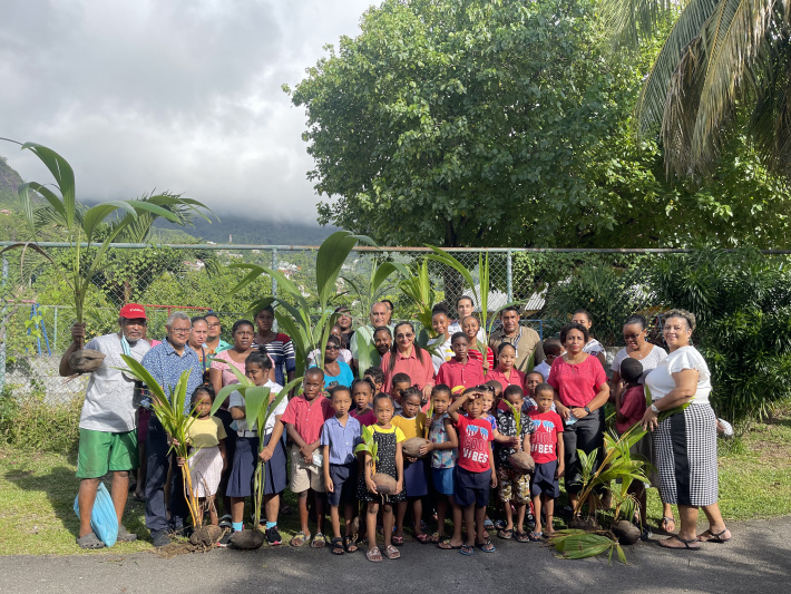 Several coconut saplings planted around Les Mamelles crèche