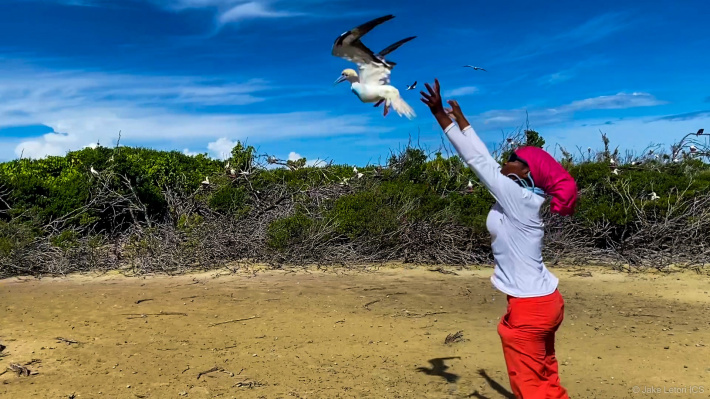 The tracking of Red-Footed Booby on Farquhar Atoll