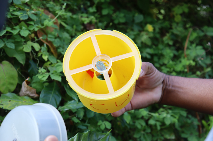 Seychelles to attempt sterile-insect technique to combat melon flies