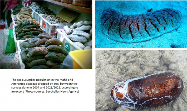 Sea cucumber population drops by 30% from 2004 to date