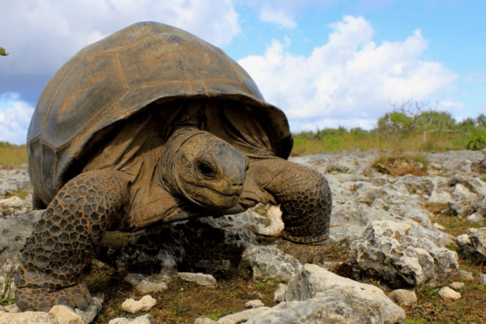 Giant step forward in Aldabra giant tortoise conservation