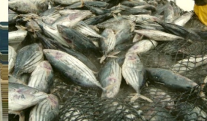 Seychelles marks World Tuna Day