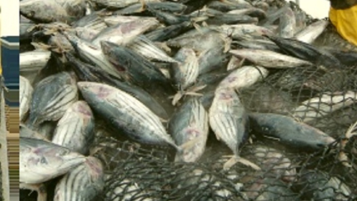 Seychelles marks World Tuna Day