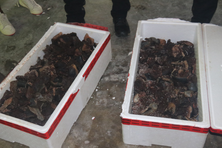 Seized dolphin meat destroyed