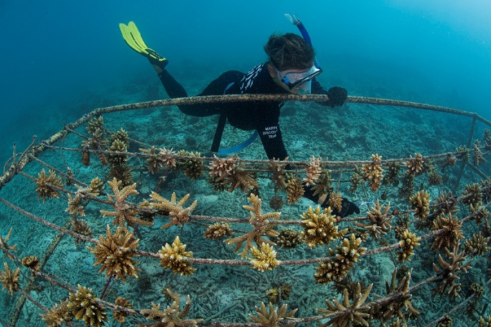 WiseOceans celebrates 11th anniversary of joint Marine Discovery Programme with Four Seasons Resort