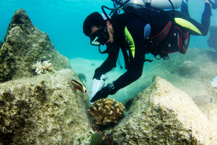 Coral reef restoration by the tourism sector:
