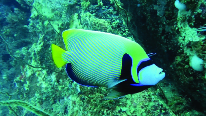 Constance Ephelia Seychelles commemorates World Environment and World Oceans days