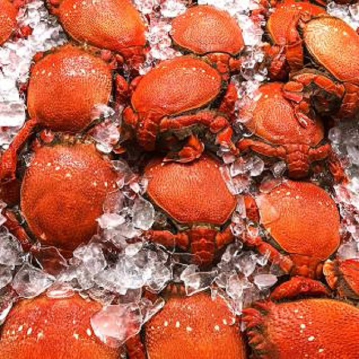 Spanner crab fishery in the spotlight