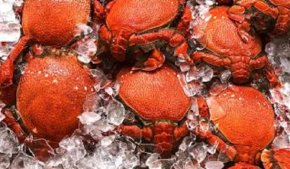Spanner crab fishery in the spotlight