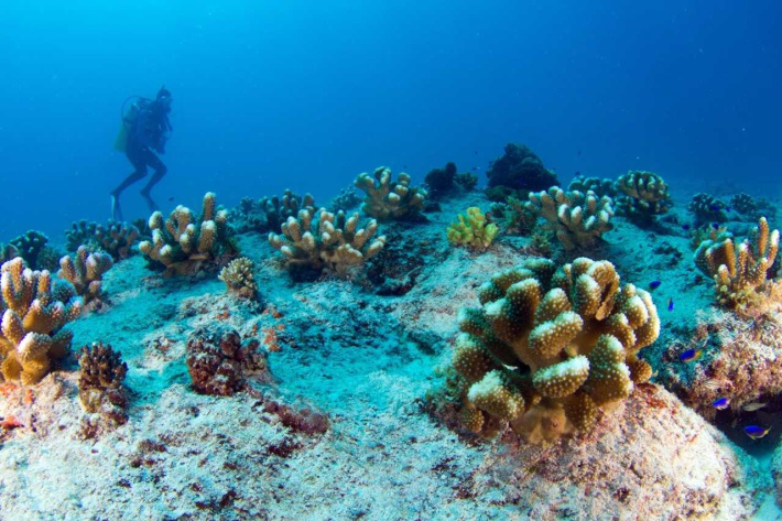 Nature Seychelles innovates low-tech coral transplant monitoring method