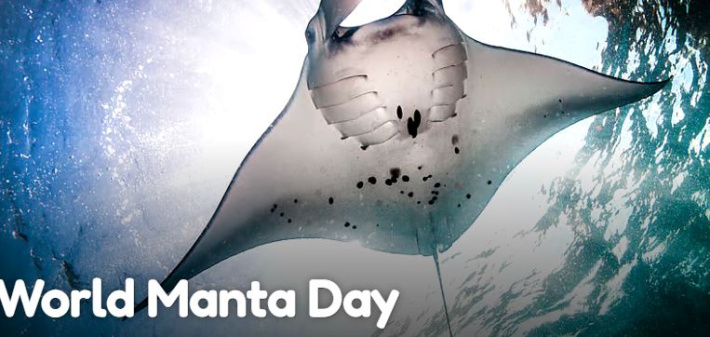 World Manta Day:   