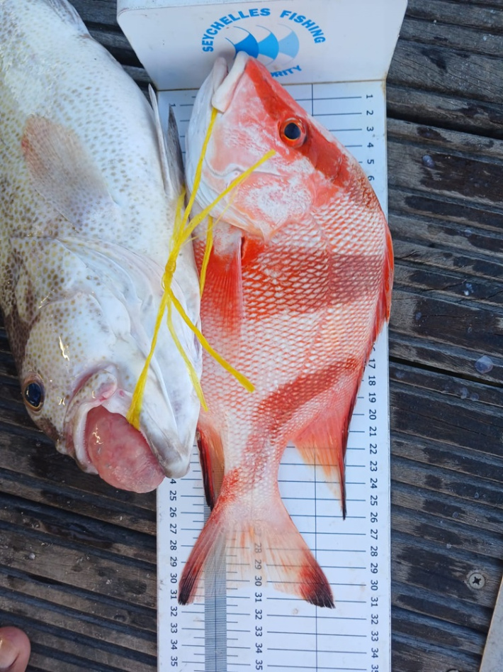 ‘Stop buying undersized Red Snapper,” says SFA
