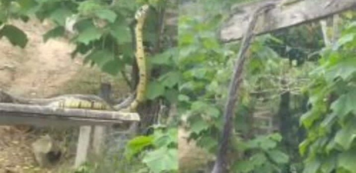 No credible evidence of a snake in La Misère   
