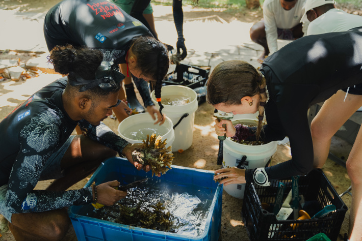 When a hotel saves marine life