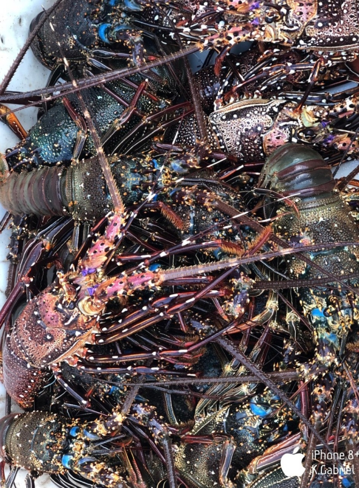 Stakeholders discuss lobster harvest strategy