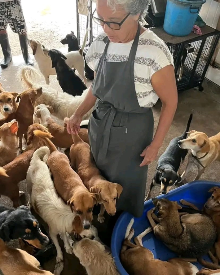 Seychelles Pet Haven Society appeals for help for stray dogs