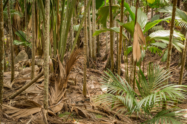 Coco de mer’s hanging leaves game-changer in forest ecology and conservation strategies   