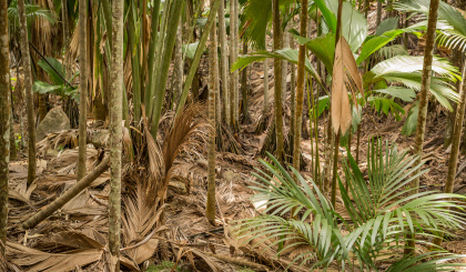 Coco de mer’s hanging leaves game-changer in forest ecology and conservation strategies   