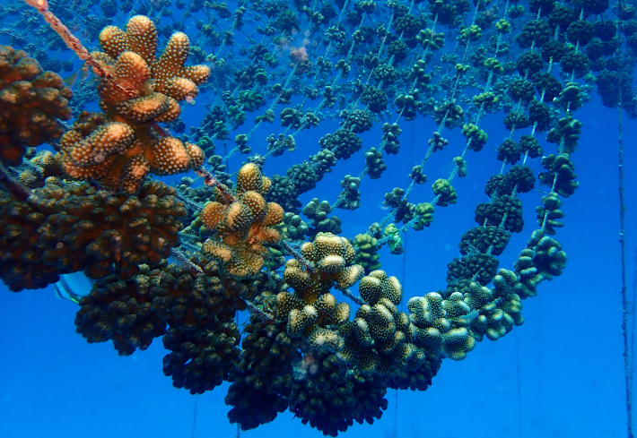 50,000 corals grown in ocean nurseries – a giant leap for Seychelles 