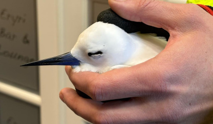 Did a fairy tern fly from Seychelles to UK?