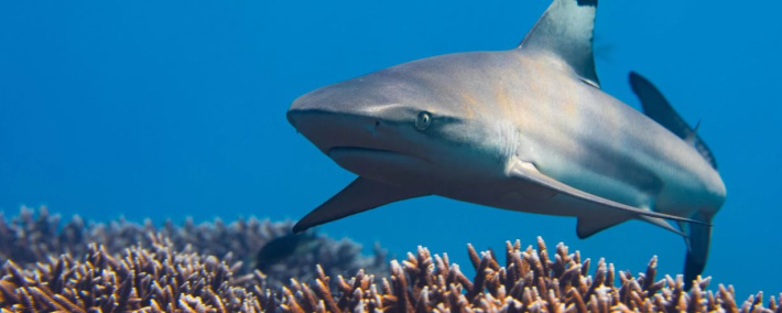 Sharks in the City: Geneva’s week of ocean awareness with Save Our Seas Foundation