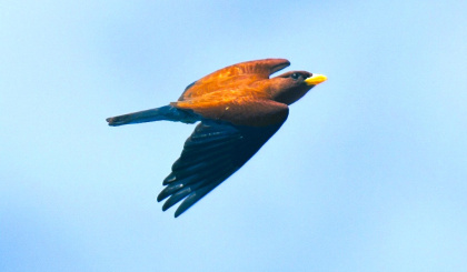 A record year for bird records