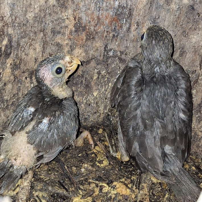 Thirteen Black Parrot chicks fledged in 2024/2025 breeding season