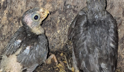 Thirteen Black Parrot chicks fledged in 2024/2025 breeding season