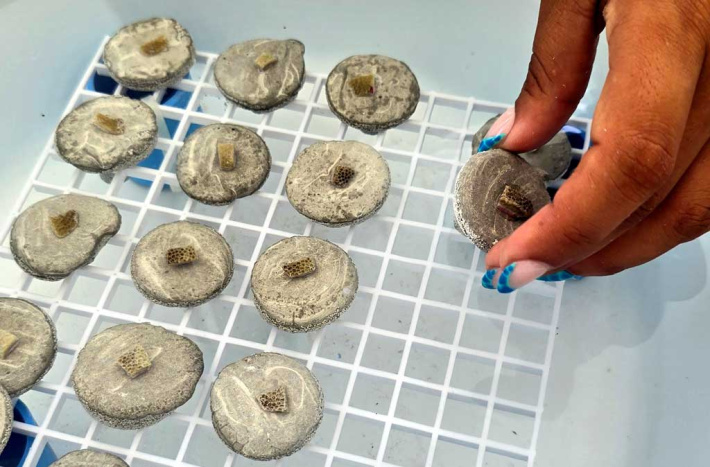 Making coral babies to boost restoration efforts