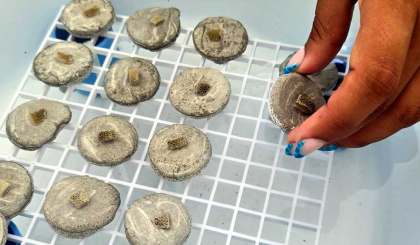 Making coral babies to boost restoration efforts