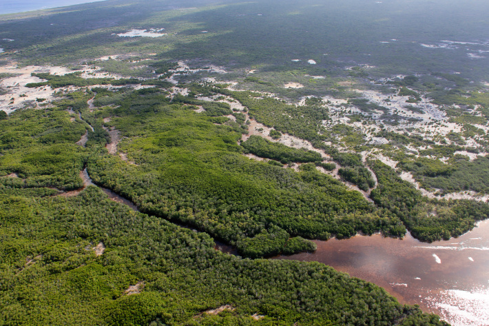 Small innovation could unlock big conservation wins on tropical islands