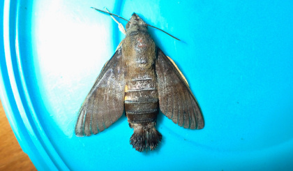 Unrecorded hawk-moth recorded on Desroches